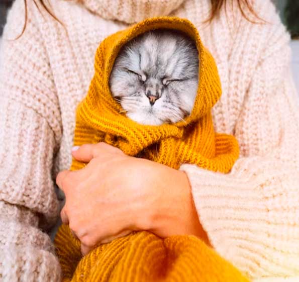 gato-sendo-aquecido-595x561