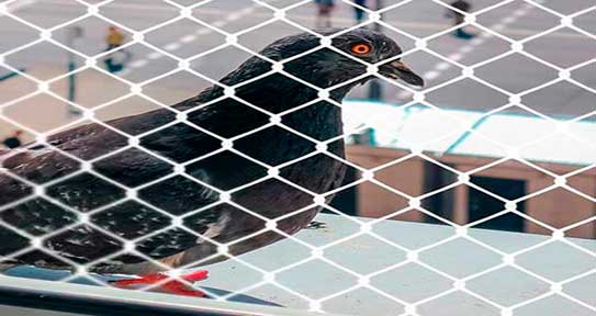 tela-de-protecao-para-pombos